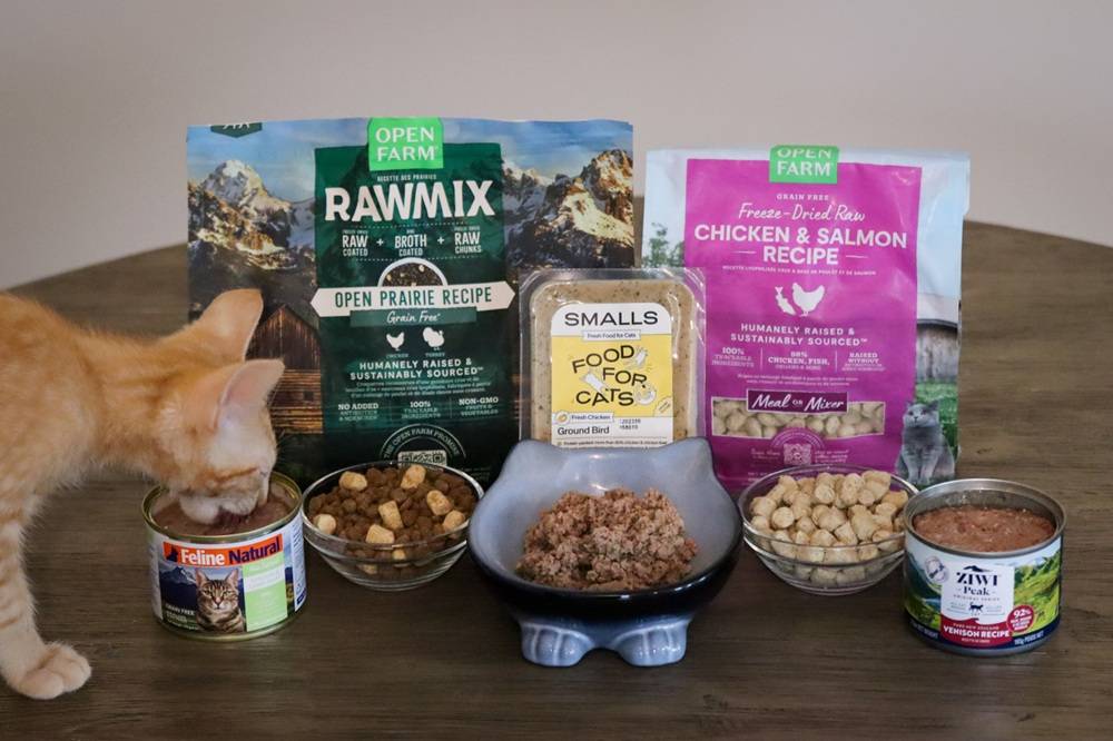 10 Best Cat Foods 2025 Approach Taste Test