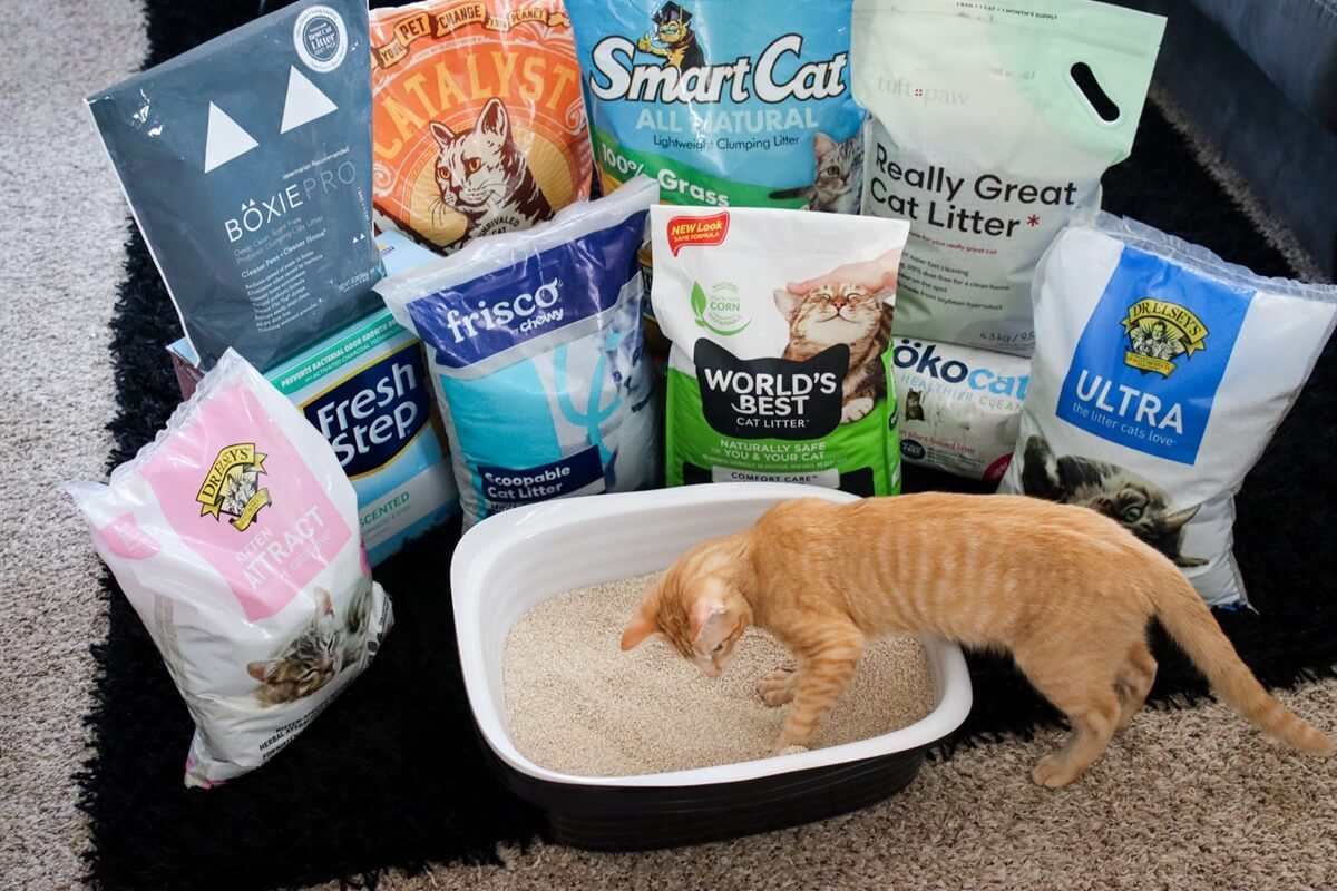 10 Best Clumping Cat Litters