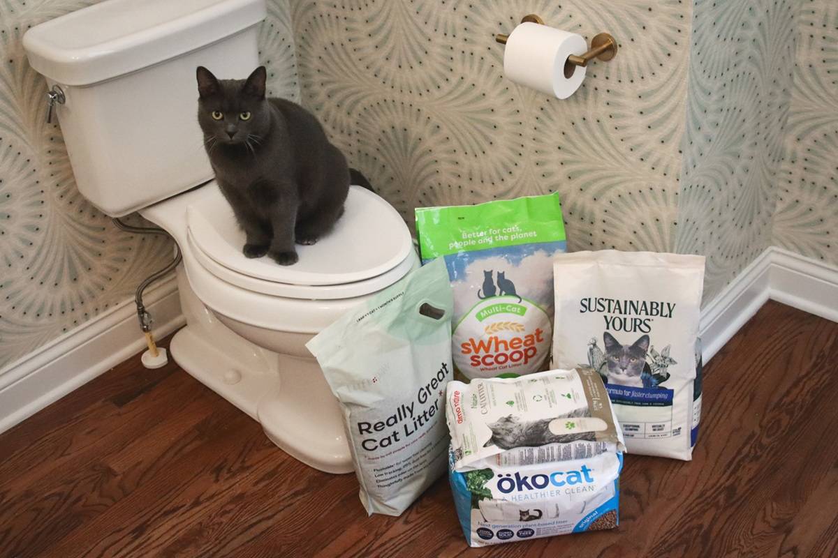 5 Best Flushable Cat Litters Review Roundup 2025
