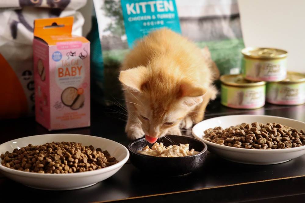 9 Best Kitten Food