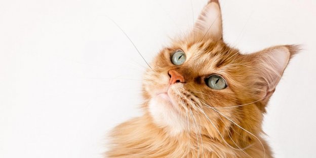 100 Cat Names Ending in Y or IE With Meanings
