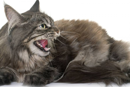 How To Tell if a Cat Is Angry or Doesn't Like You (In the Moment)