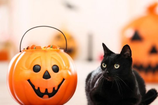 Why You Shouldn't Dress Up Your Cat for Halloween