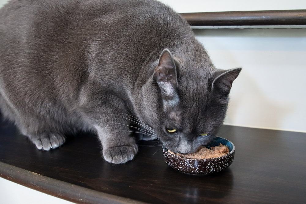 Blue Buffalo Wilderness Turkey Pate Wet Canned Cat Food