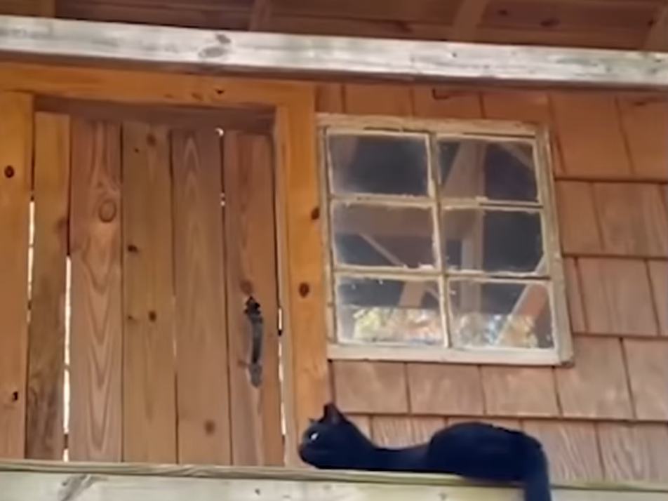 Building a cat treehouse