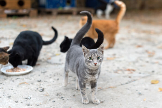 How to Care For Feral Cats