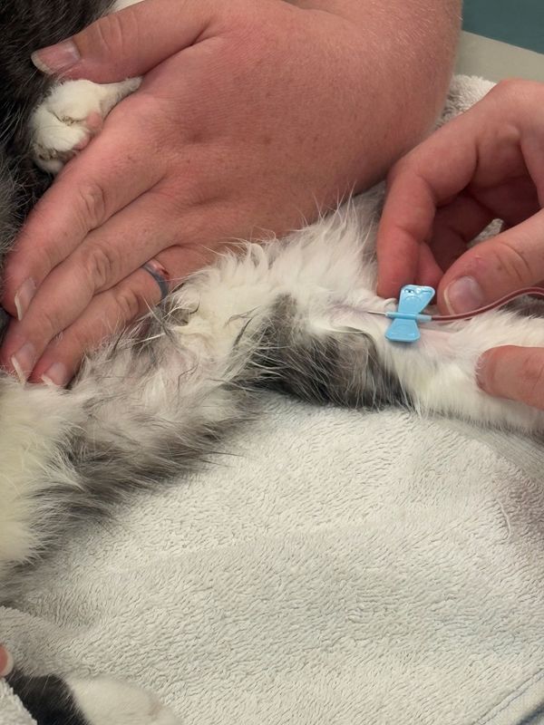 Close-up of Annie the cat having blood drawn for her wellness screening.