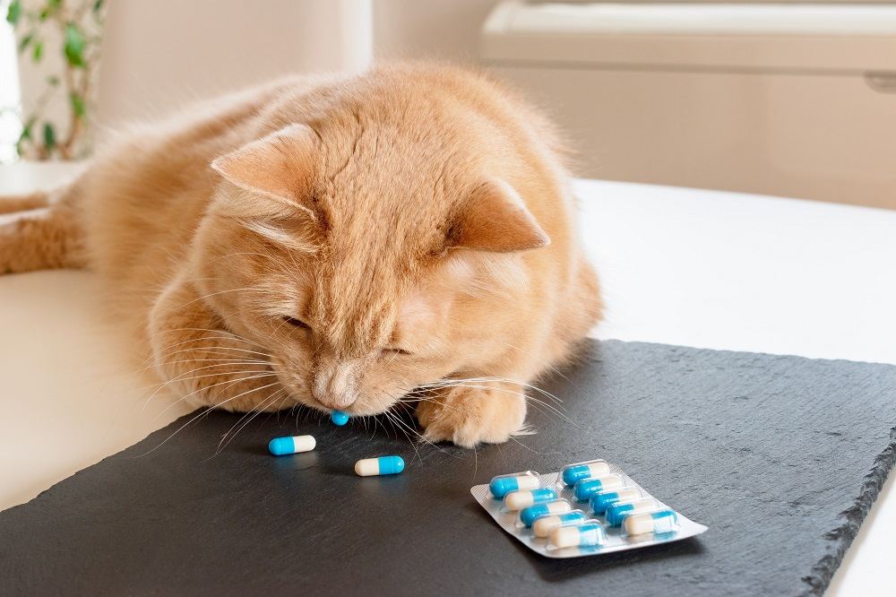 cat eating pills