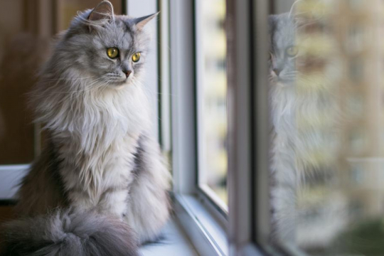 Do Cats Miss Their Owners When They Are Away?