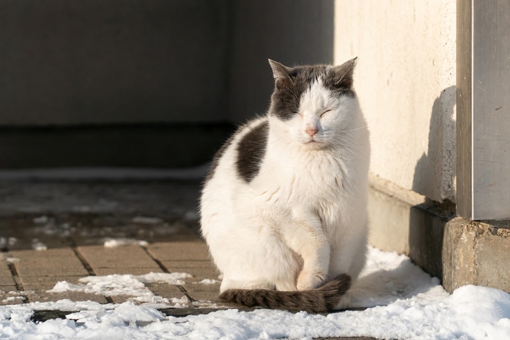 Captivating image of a cat in mid-meow, capturing a moment of vocalization and expression.