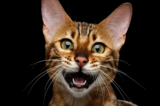 Why Does My Cat Meow At Night?