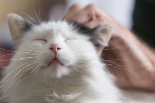 Why Is My Cat Purring Constantly?