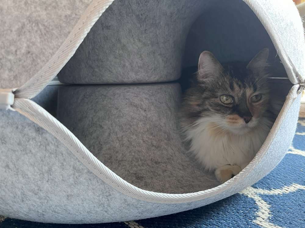 CATTASAURUS Peekaboo Cat Cave