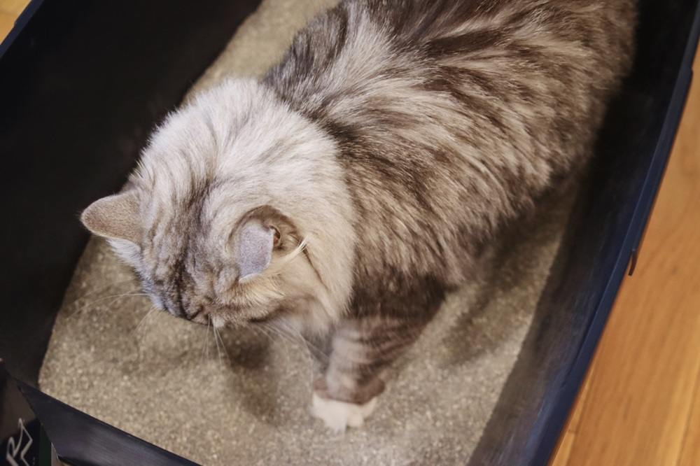 Ever Clean Unscented Extra Strength Super Premium Clumping Cat Litter-24