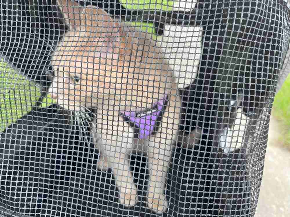 Frisco Collapsible Stroller