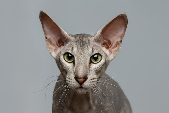 Close-up Portrait of Peterbald Sphynx Cat Curiosity Looks on White background