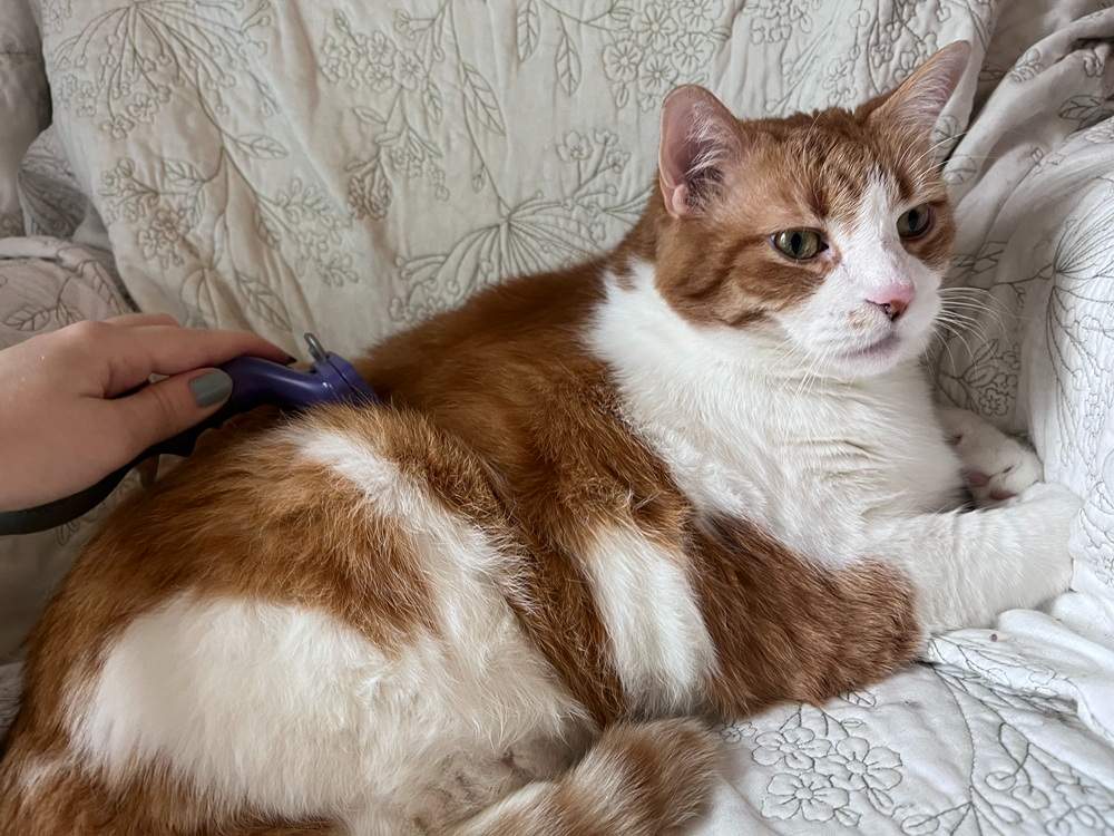 FURminator Long Hair Cat Deshedding Tool