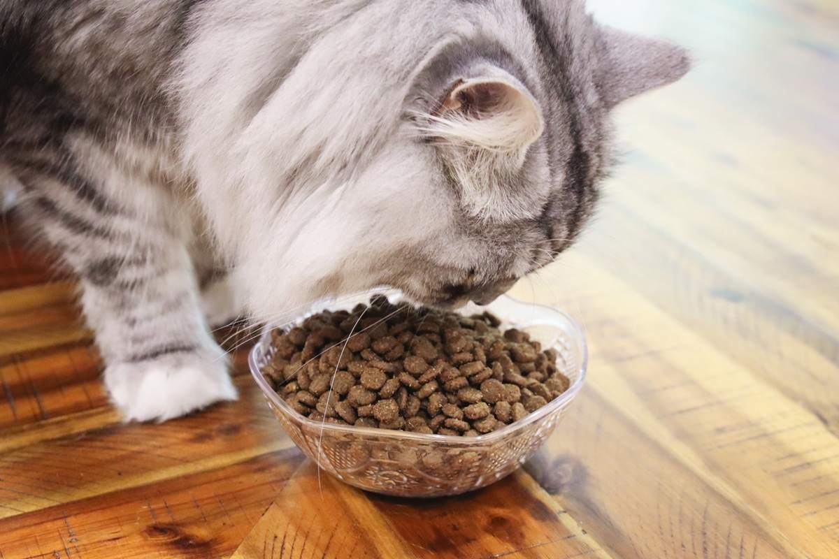Grey Siberian Eating Instinct Original Grain Free Recipe With Real Chicken Dry Kibble Cat Food