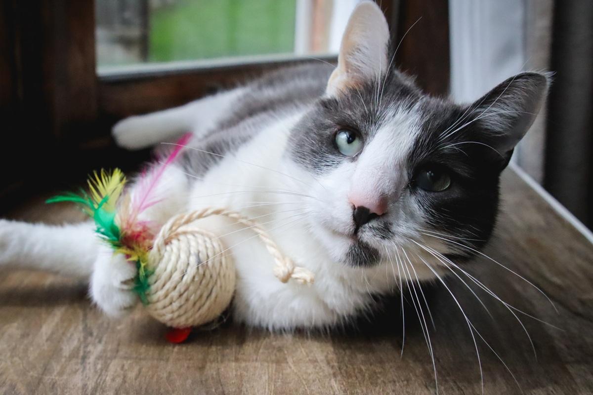 Grey White Short Hair Cat Laying in Window Playing with Twine Feather Toy Ball-compressed