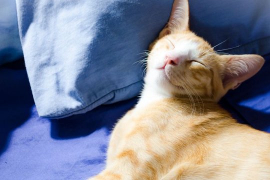 Can Cats Smile? What's Really Behind That Adorable Smile?