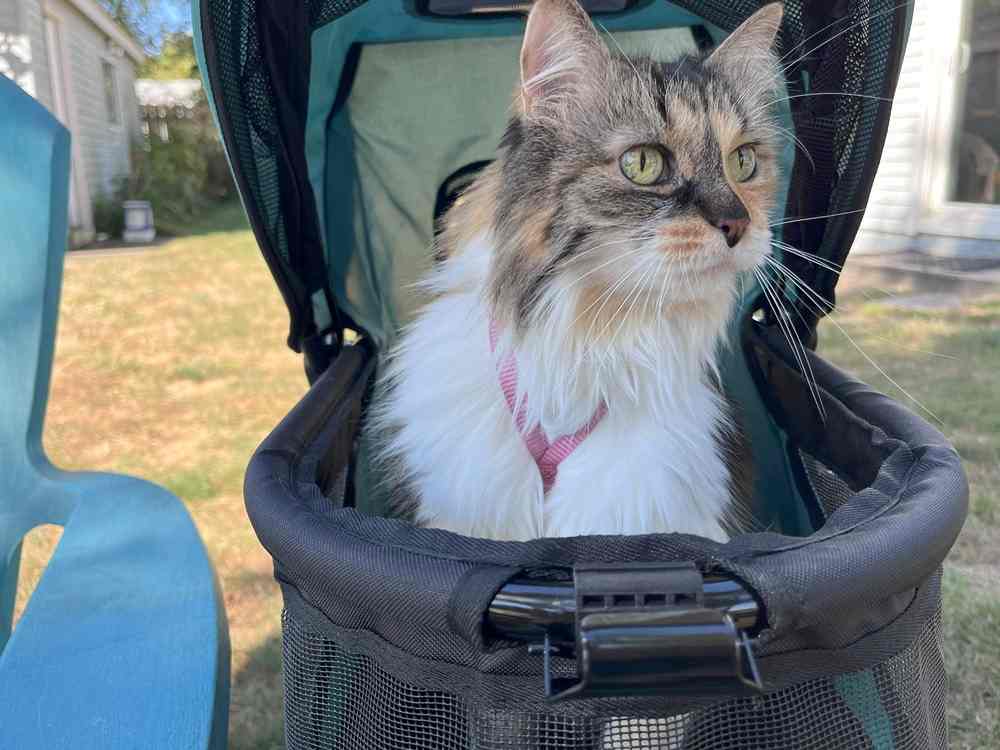 Pet Gear Happy Trails Light