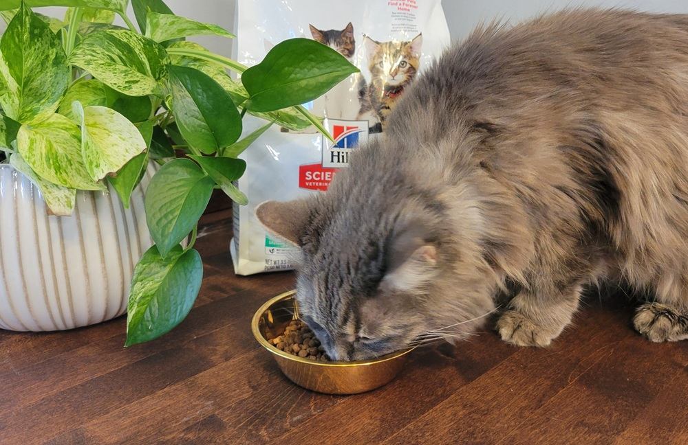 Hill’s Science Diet Kitten Healthy Development Chicken Recipe Dry Cat Food