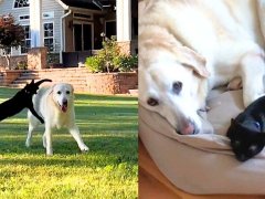 Kitten Became Best Friends with a Senior Dog