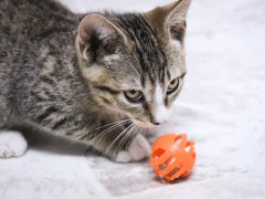 kitten playing ball