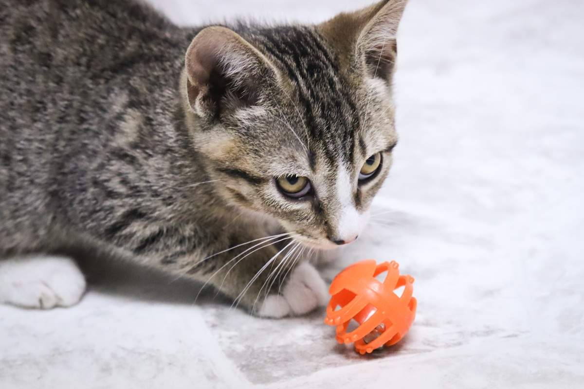 kitten playing ball