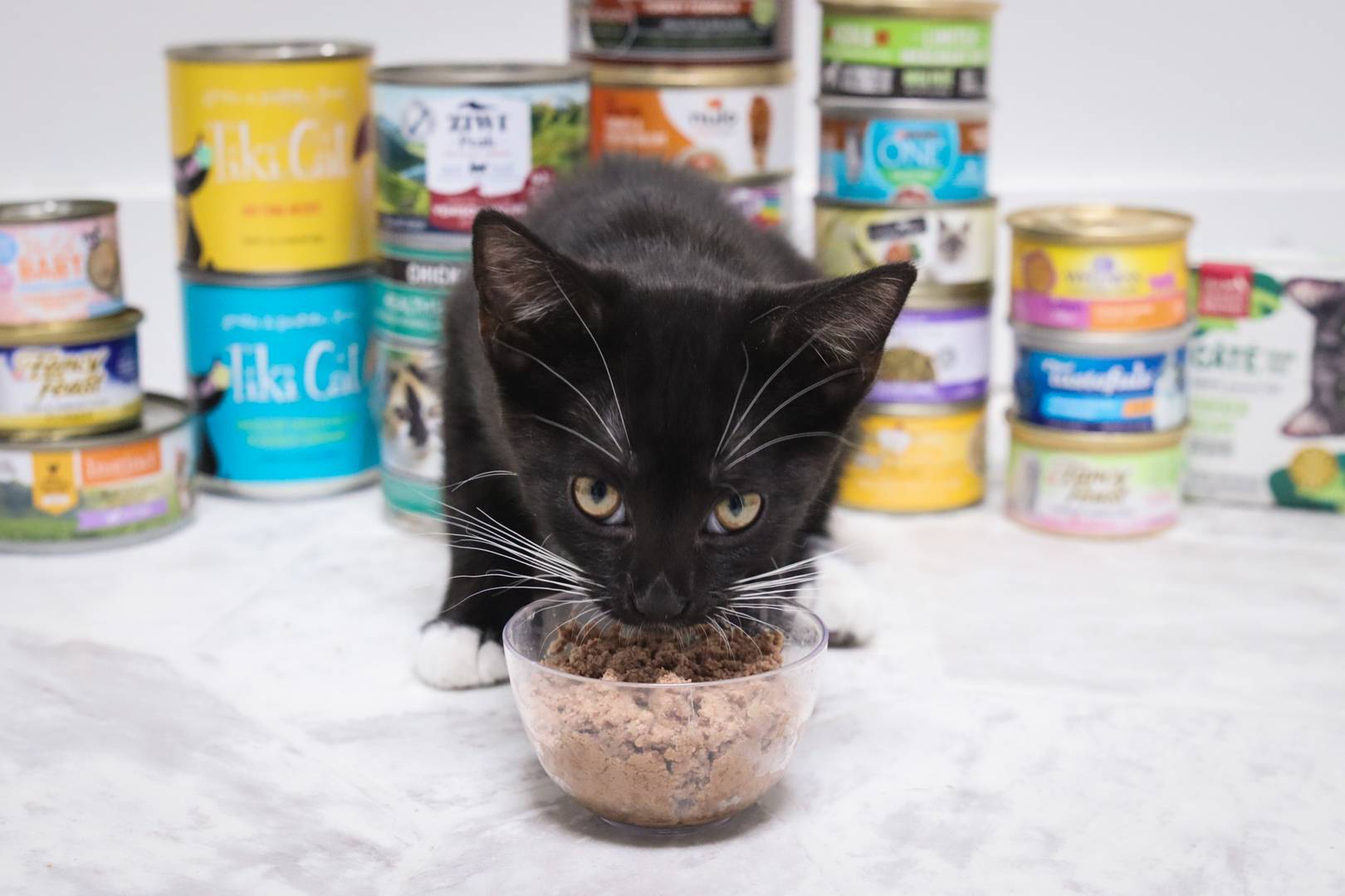 kitten eating wet cat food in front of different cat food brands