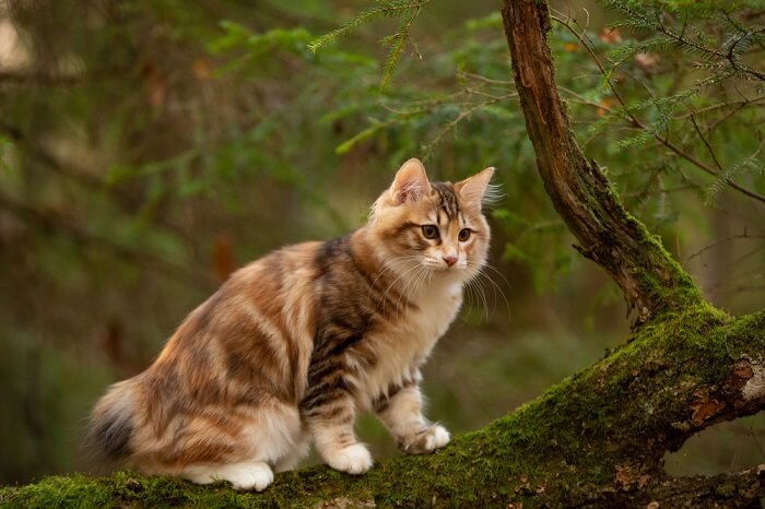 tailless cat breed Kurilian Bobtail cat