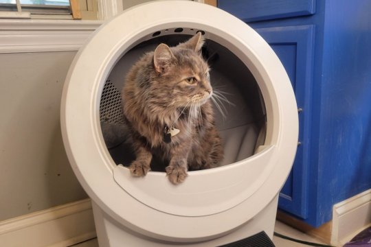 Litter-Robot 4 Review (We Tested It For Months)