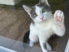 Luna pawing at the door because she wants to go out of the sliding door.