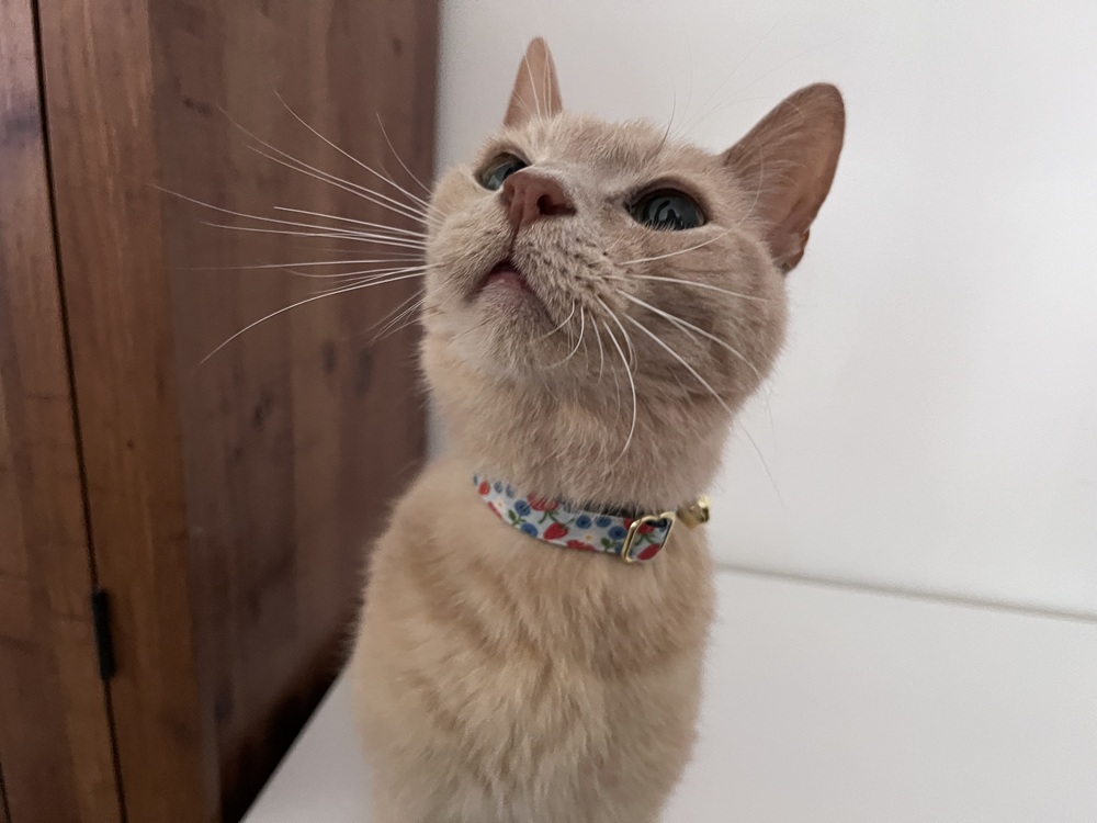 Made By Cleo Berry Bramble Cat Collar