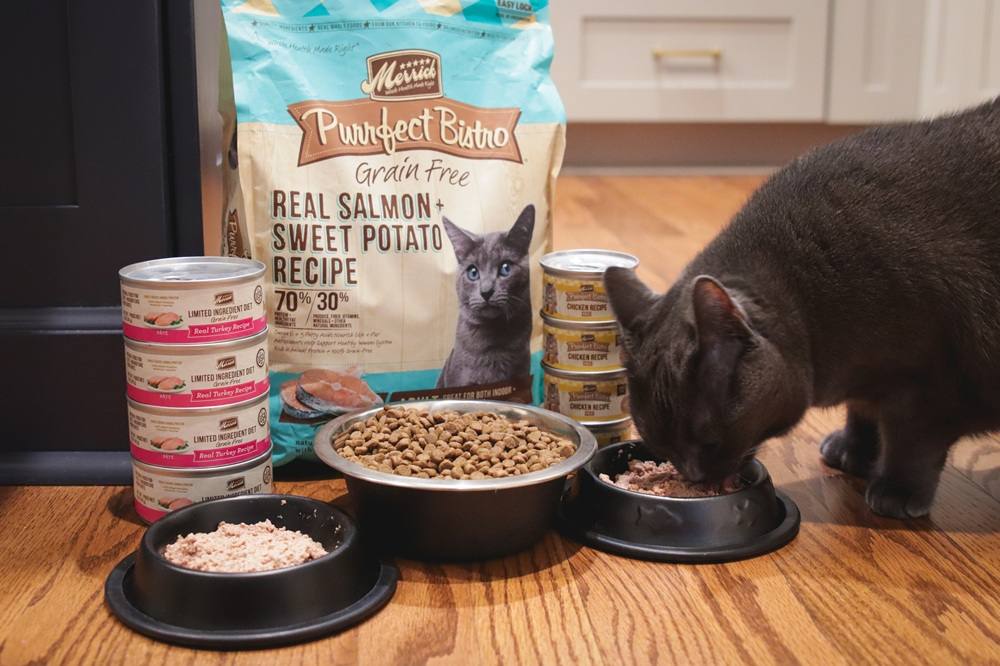 Merrick Cat Food Brand Review Roundup