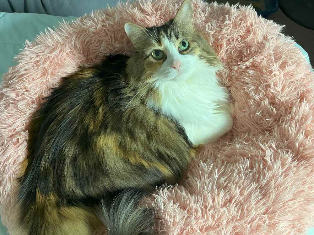 cat sleeps in Nisrada Round Pet Bed