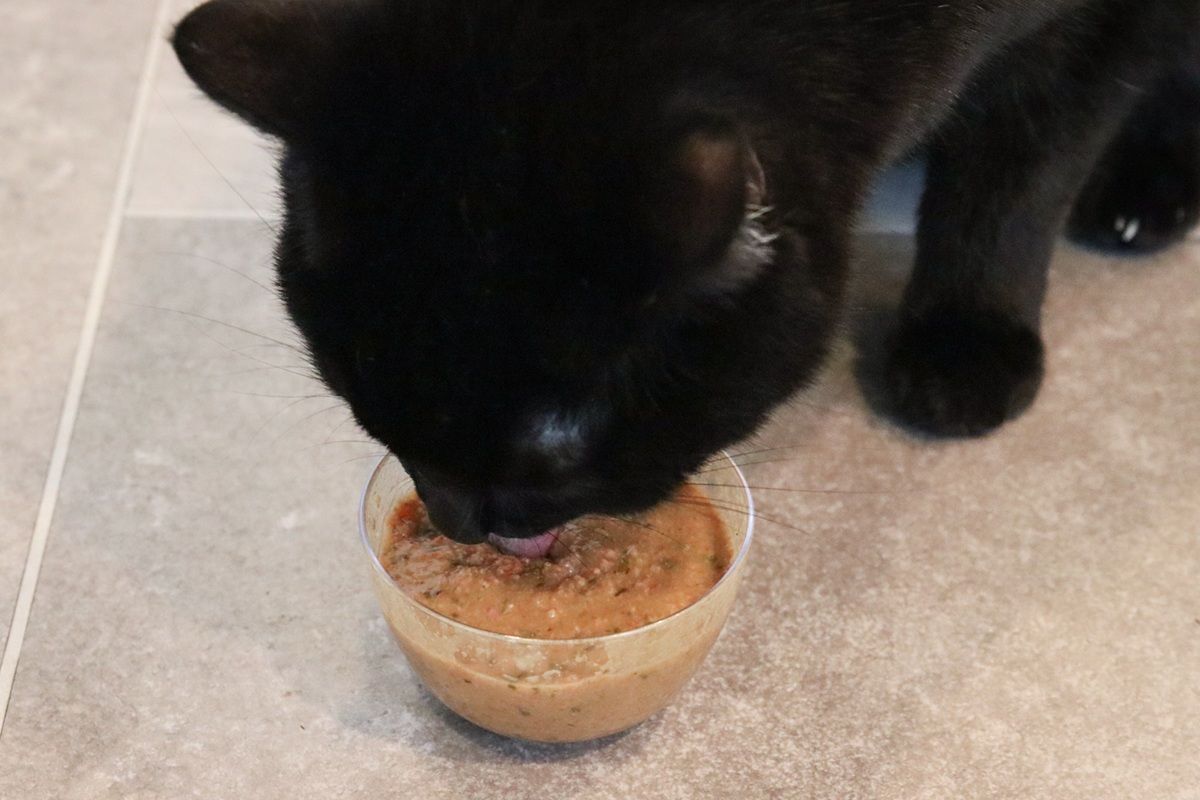 Open Farm Harvest Chicken Rustic Blend Wet Cat Food