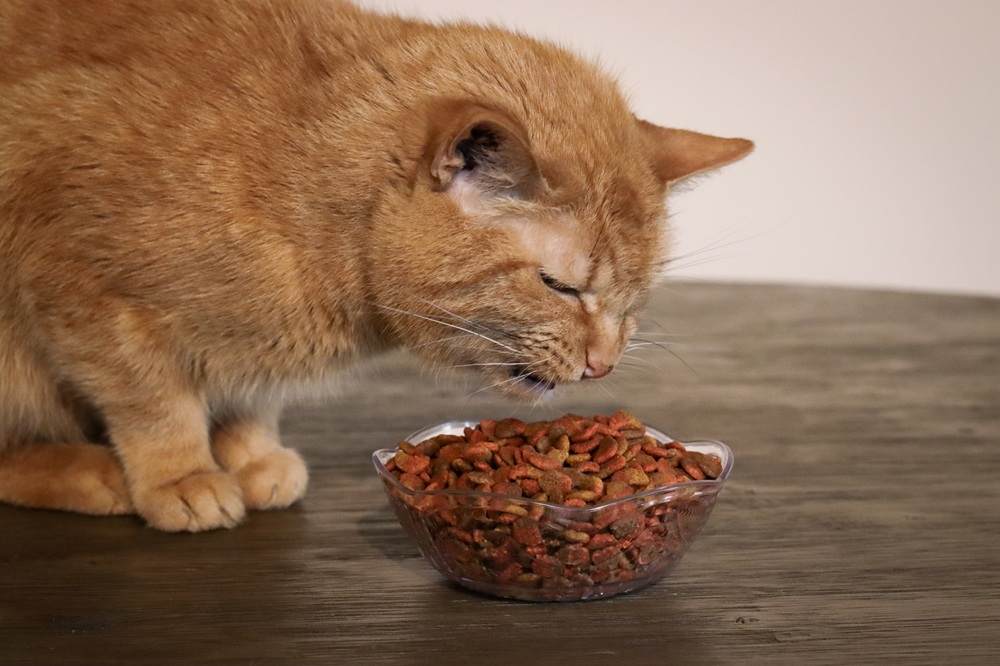 Fancy Feast Dry Kibble Cat Food Savory Farm Raised Chicken & Turkey
