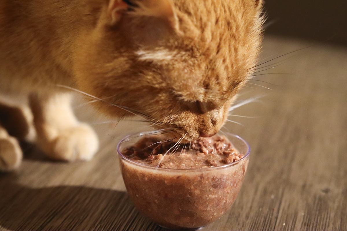 Orange Short Hair Tabby Eating BFF Wet Canned Cat Food Duck & Tuna Lots O Luck Dinner In Gravy Close Up-13-compressed