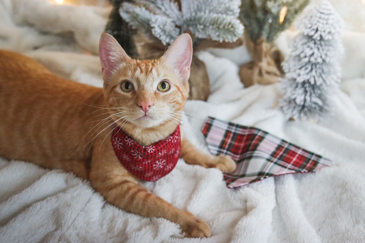 Orange Shorthair Tabby Winter Christmas Cats