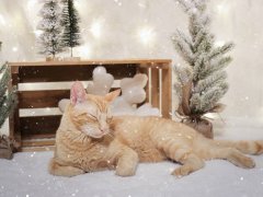 Orange Shorthair Tabby Winter Christmas Cats