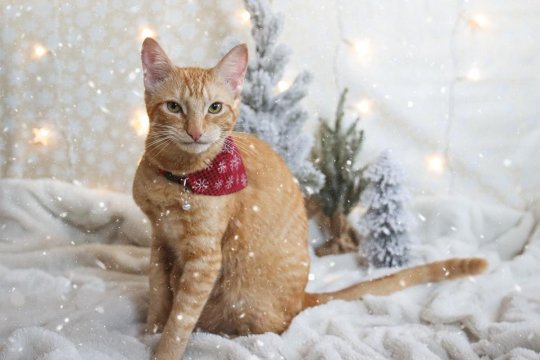 5 Can’t-Miss Christmas Movies About Cats
