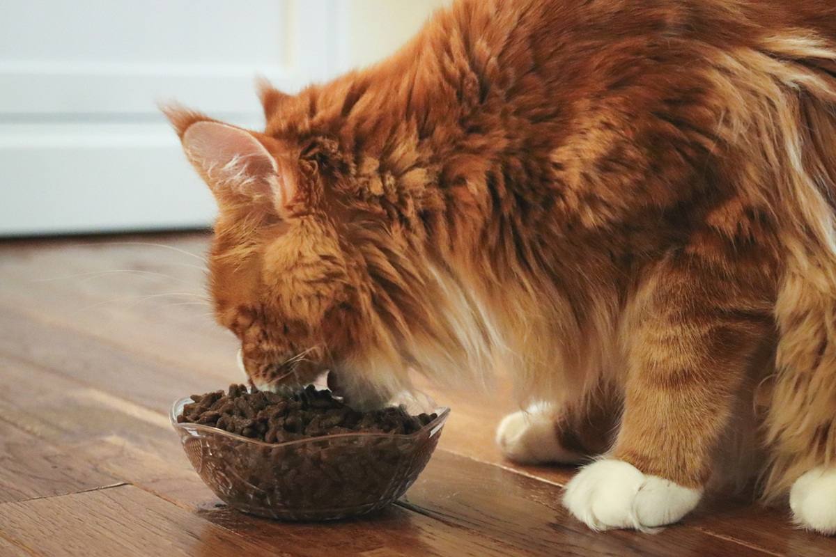 Orange White Maine Coon Eating FirstMate Chicken Meal With Blueberries Formula Dry Kibble Cat Food