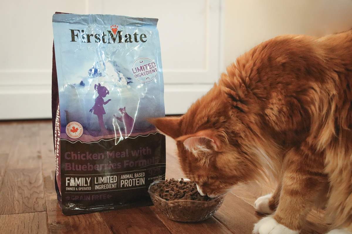 Orange White Maine Coon Eating FirstMate Chicken Meal With Blueberries Formula Dry Kibble Cat Food