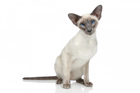 Siamese