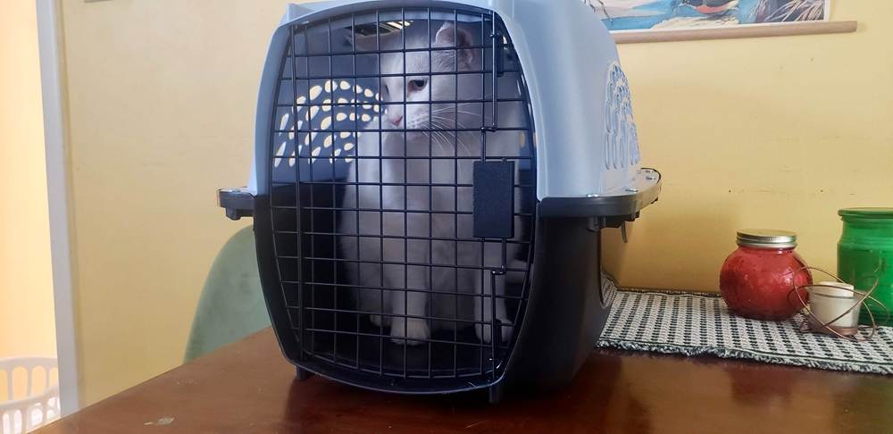 Petmate Two Door Top Load Pet Kennel