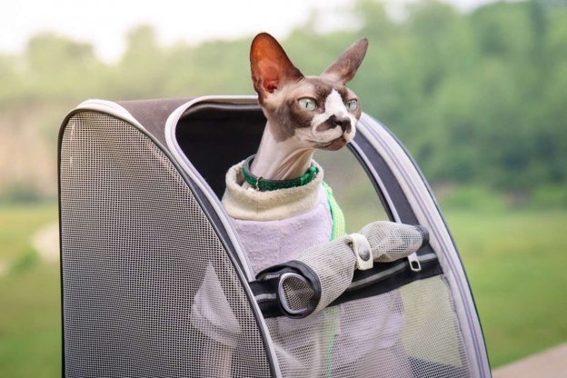 150 Best Cat Names for Sphynx Cats