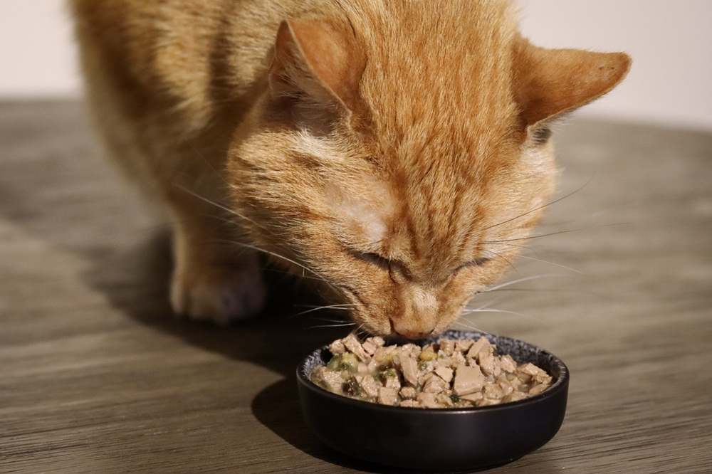 Purina Beyond Cage-Free Turkey Sweet Potato & Spinach Recipe in Gravy Wet Canned Cat Food