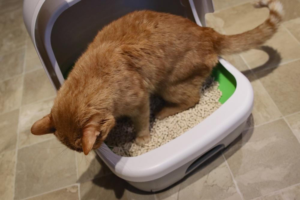Purina Tidy Cats Breeze Litter Pellets System