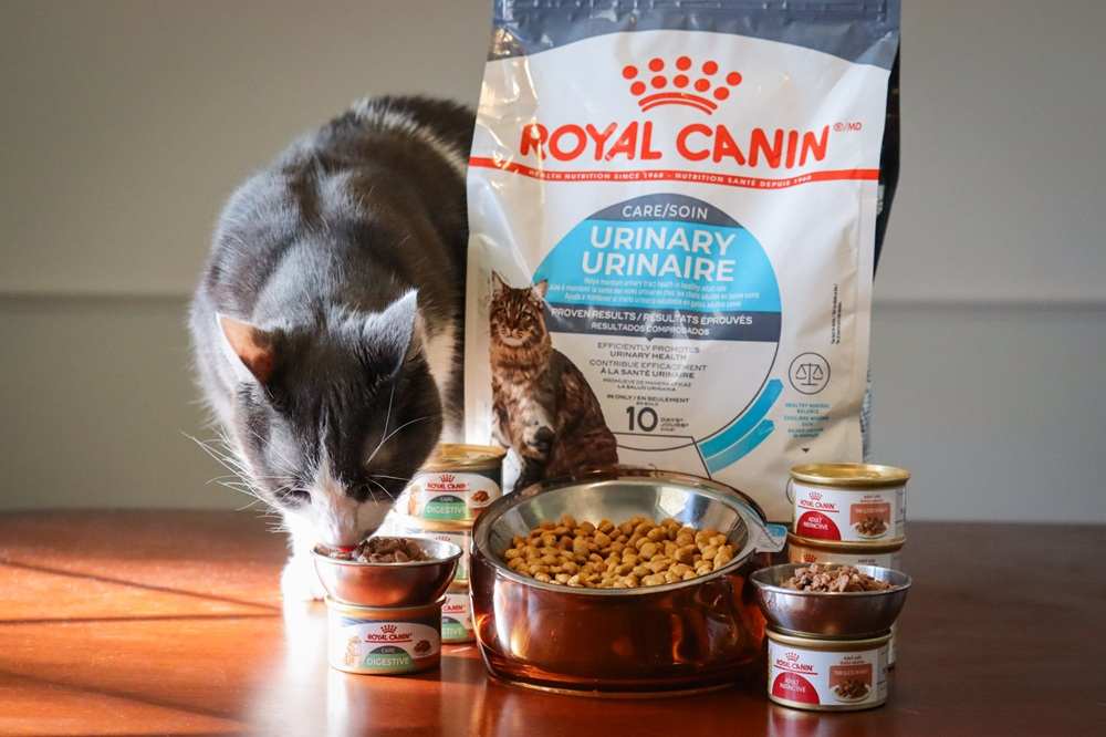 Royal Canin Cat Food